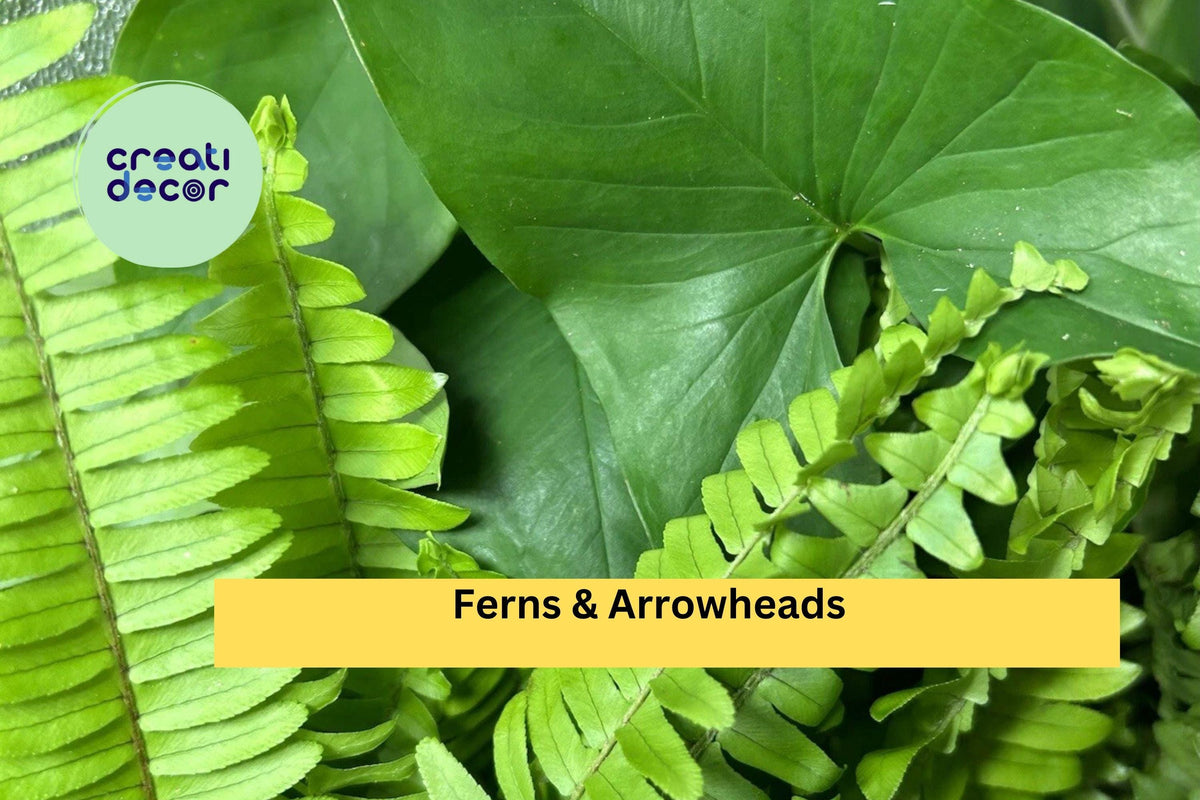 10 Rooted Ferns & Arrowhead Plant Cuttings – Live Houseplants for Indoor Pots & Garden Decor, Syngonium & Ferns