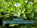 Malabar Spinach Seeds Green Vines 500mg Basella alba Heirloom Vegetable for Climbing, Vertical Gardens, Nutritious Greens