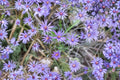 Symphyotrichum sericeum Silky Aster Seeds – Native Purple Wildflower for Pollinator Gardens, Drought Tolerant, 100 Seeds