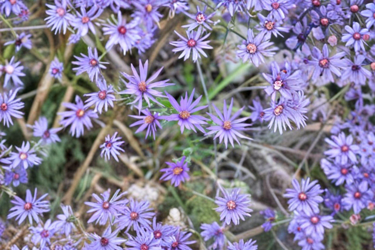 Symphyotrichum sericeum Silky Aster Seeds – Native Purple Wildflower for Pollinator Gardens, Drought Tolerant, 100 Seeds
