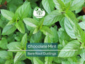 Chocolate Mint Bare Root Cuttings – Mentha x piperita, Aromatic Herb for Tea & Cooking, 3 Pack