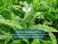 12 Boston Sword Ferns Bare Root Plants - Nephrolepis exaltata 'Bostoniensis' Indoor Air Purifier Ferns Bundle