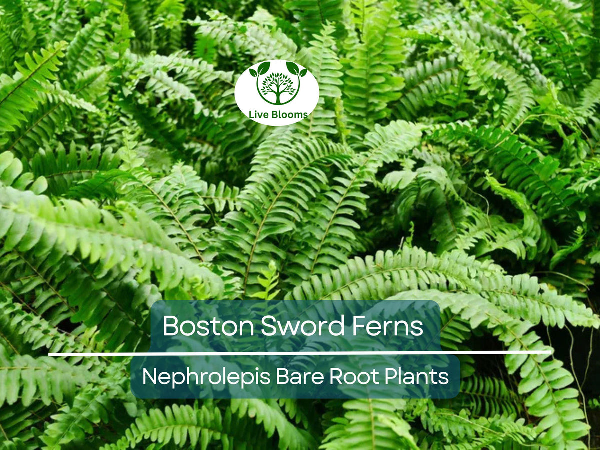 12 Boston Sword Ferns Bare Root Plants - Nephrolepis exaltata 'Bostoniensis' Indoor Air Purifier Ferns Bundle