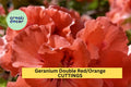 3 Double Red/Orange Geranium Cuttings – Pelargonium spp. Vibrant Blooms for Pots, Borders & Containers, Easy to Root, Fresh Unrooted Plantings