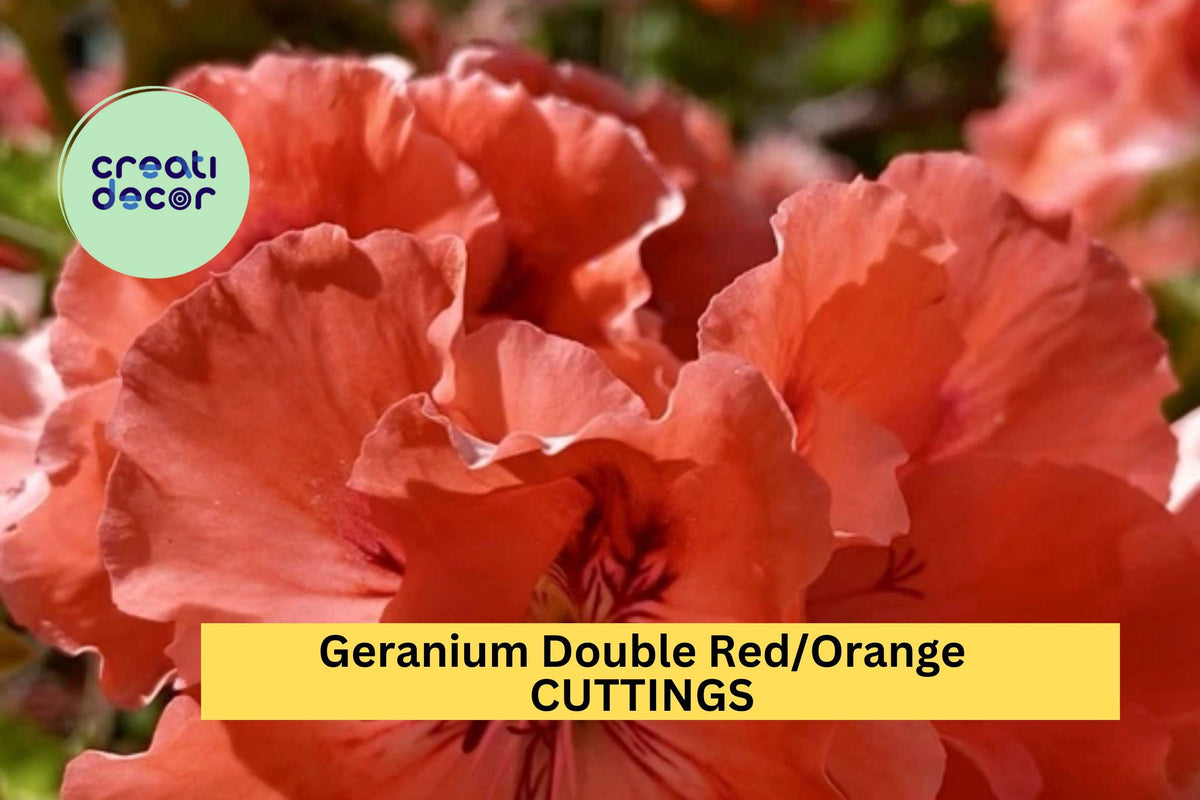 3 Double Red/Orange Geranium Cuttings – Pelargonium spp. Vibrant Blooms for Pots, Borders & Containers, Easy to Root, Fresh Unrooted Plantings