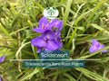 25 Bare Root Spiderwort Plants – Tradescantia virginiana Perennial with Purple Flowers for Sun or Shade