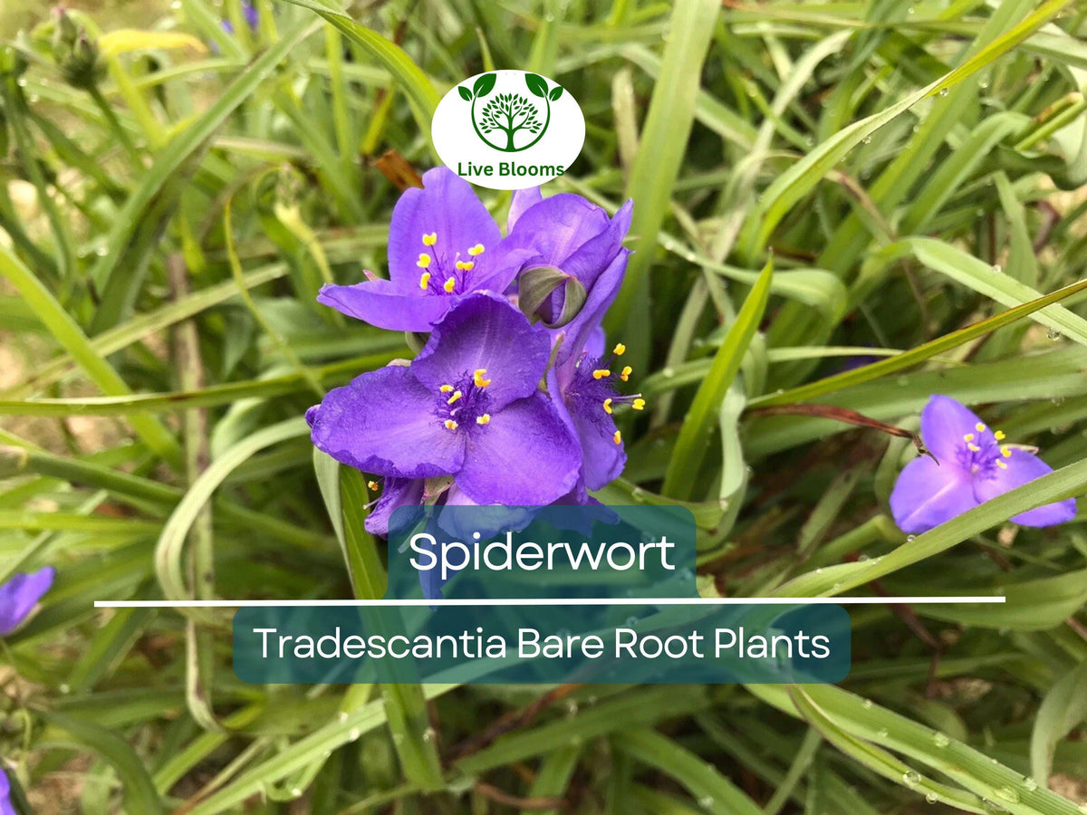 25 Bare Root Spiderwort Plants – Tradescantia virginiana Perennial with Purple Flowers for Sun or Shade