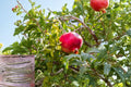 Wonderful Pomegranate Cuttings 6-8 Inch Rooted Scions Punica granatum 'Wonderful' Fruitful Shrub