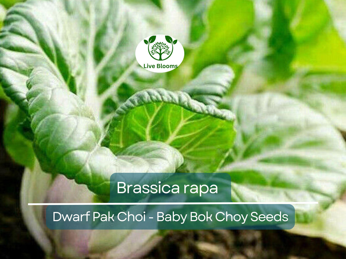 180 Seeds Dwarf Pak Choi Baby Bok Choy Seeds Brassica rapa for Home Gardens, Fast-Growing, Cold Hardy, Nutritious Greens