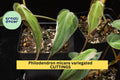 Philodendron Micans 'Velvet Halo' Cutting – Variegated Heartleaf Indoor Houseplant, Rare Trailing Vine, Green Cream Pink Foliage