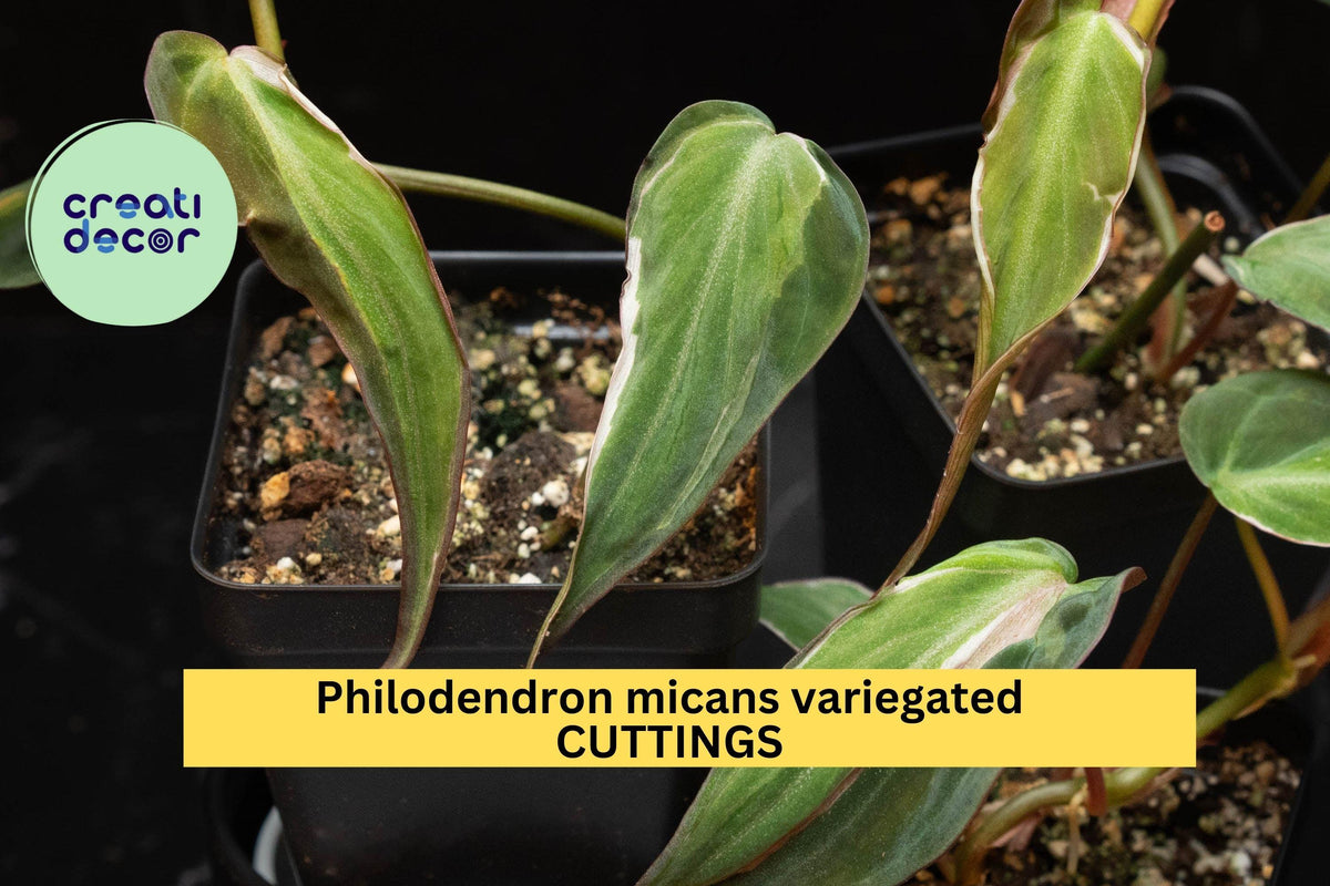 Philodendron Micans 'Velvet Halo' Cutting – Variegated Heartleaf Indoor Houseplant, Rare Trailing Vine, Green Cream Pink Foliage