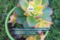 Aeonium Kiwi Succulent Cuttings - Multi-Colored Rosettes, Easy to Grow, Drought Tolerant, Container Plant, Aeonium haworthii