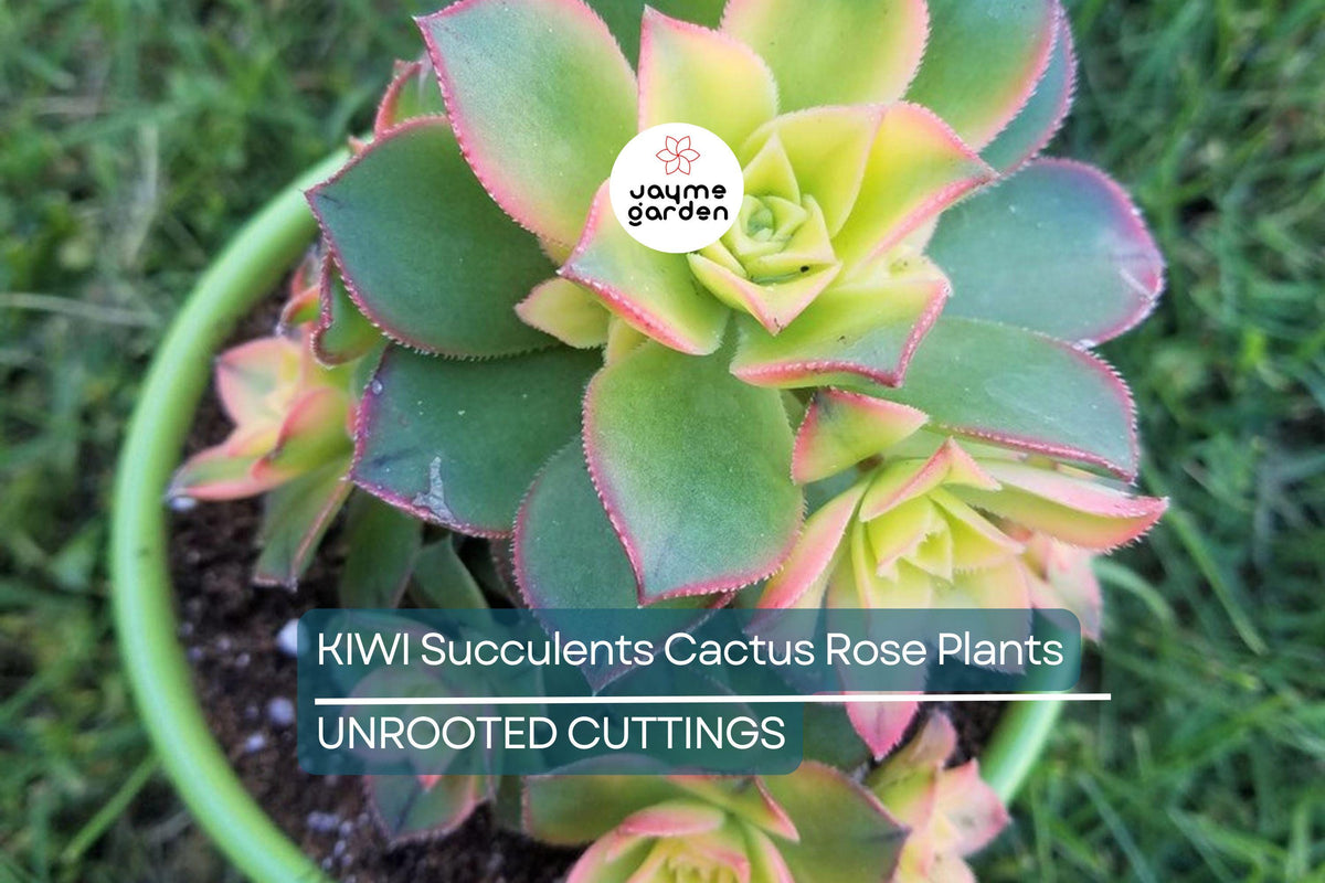 Aeonium Kiwi Succulent Cuttings - Multi-Colored Rosettes, Easy to Grow, Drought Tolerant, Container Plant, Aeonium haworthii