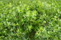 Italian Oregano Seeds – 100 Viable Non-GMO Herb Seeds for Mediterranean Cooking, Perennial, Origanum vulgare