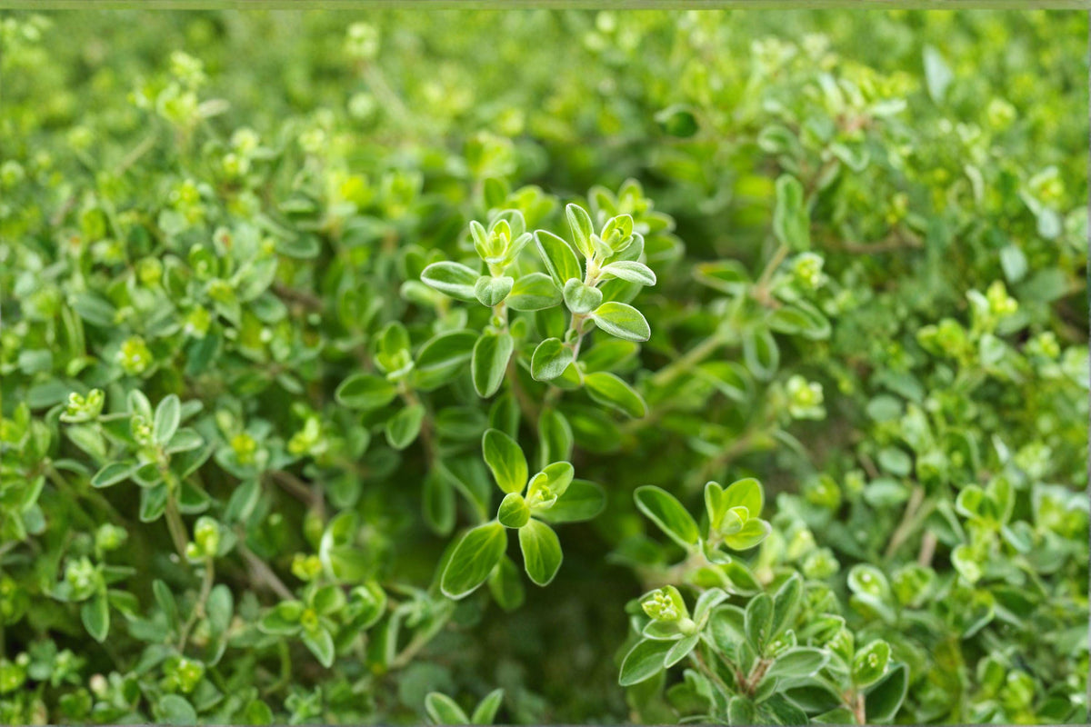 Italian Oregano Seeds – 100 Viable Non-GMO Herb Seeds for Mediterranean Cooking, Perennial, Origanum vulgare