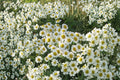 German Chamomile Seeds – Matricaria recutita, Herbal Tea Flower, Easy to Grow, Pollinator-Friendly, 100 Seeds