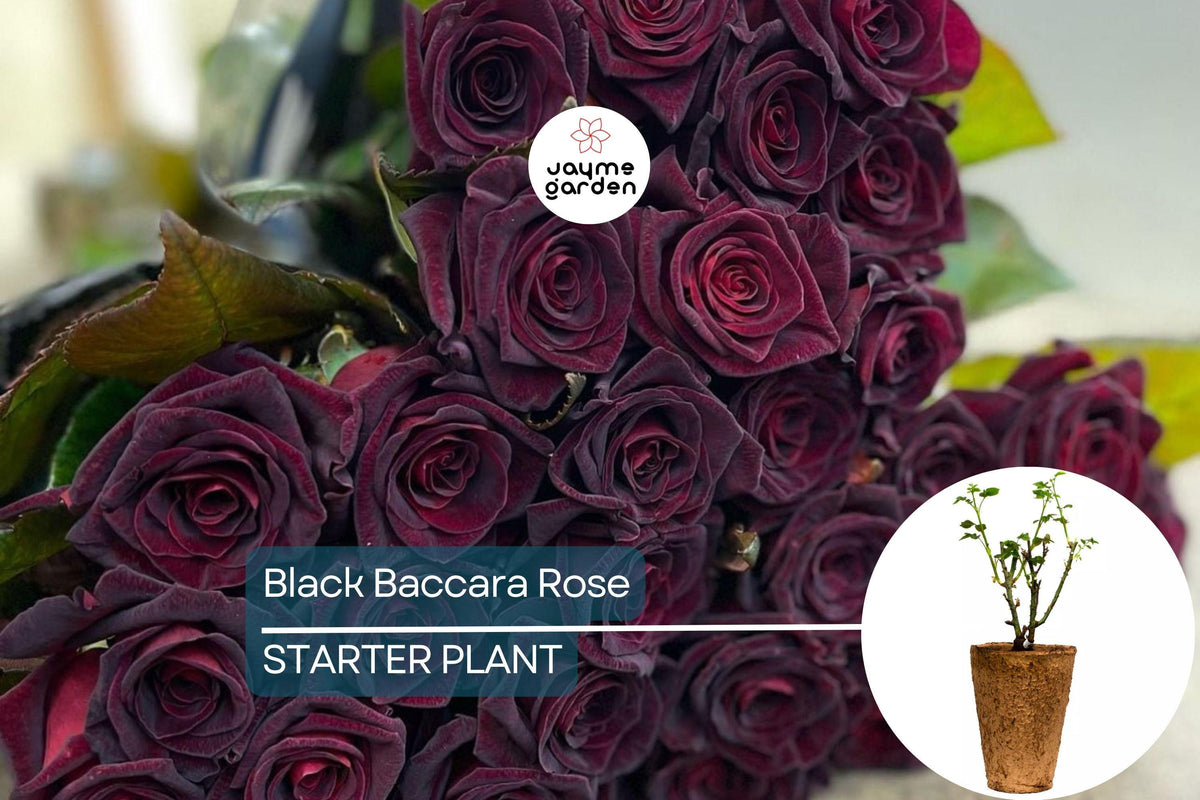 Black Baccara Rose – 1.5 Gal Potted Hybrid Tea Rose with Deep Burgundy-Black Blooms, Long-Lasting Cut Flowers, Disease-Resistant Foliage