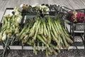 Celtuce Seeds – Pointed Taiwan Sword Leaf, Asparagus Lettuce, Lactuca sativa var. angustana, Asian Vegetable Garden Seed, 200 Seeds