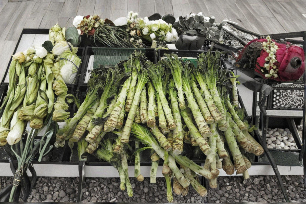 Celtuce Seeds – Pointed Taiwan Sword Leaf, Asparagus Lettuce, Lactuca sativa var. angustana, Asian Vegetable Garden Seed, 200 Seeds