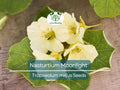 Nasturtium Seeds – Creamy White Edible Flowers, Heirloom, Non-GMO, Pollinator-Friendly, Organic Garden & Salad Flowers (10 Seeds)