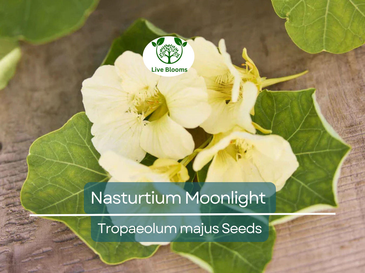 Nasturtium Seeds – Creamy White Edible Flowers, Heirloom, Non-GMO, Pollinator-Friendly, Organic Garden & Salad Flowers (10 Seeds)