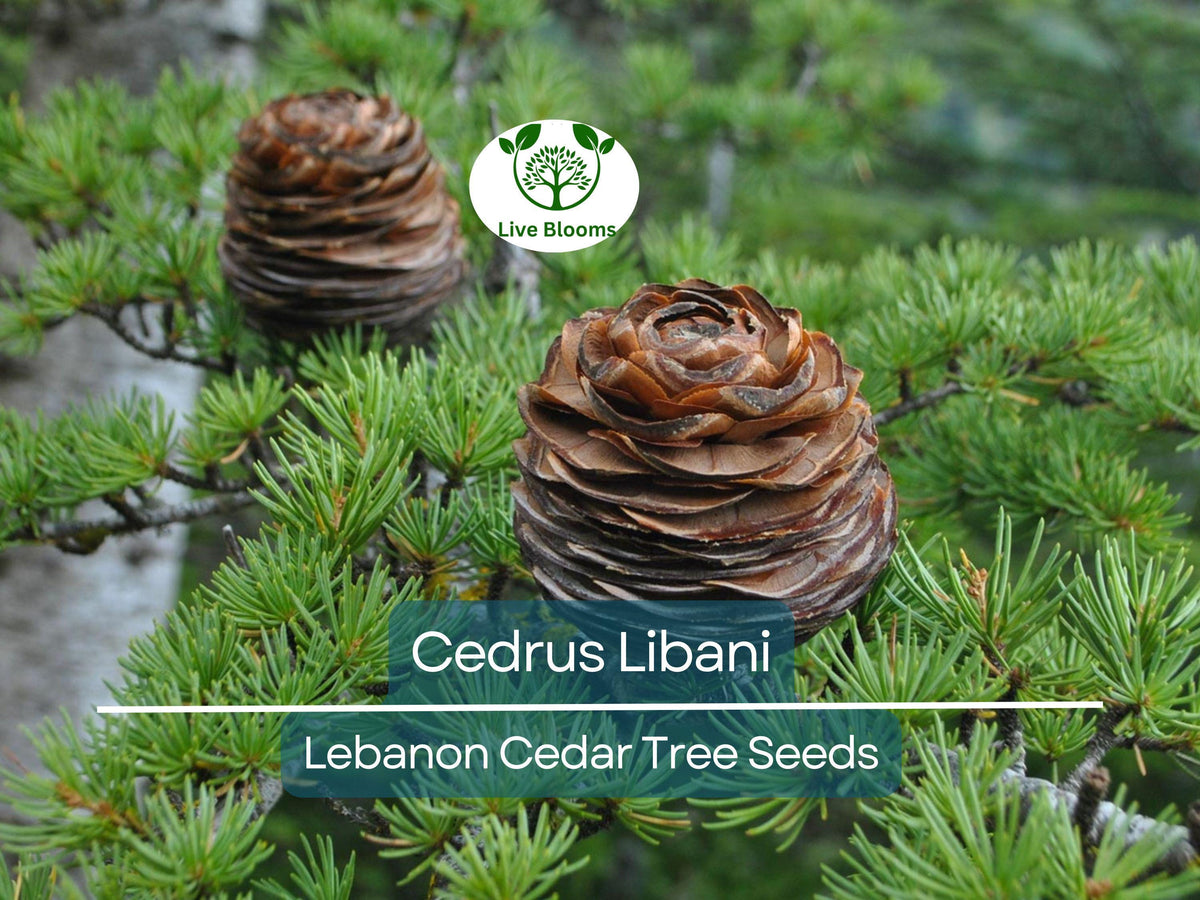 Cedrus Libani Seeds – 5 Premium Lebanon Cedar Conifer Tree for Landscaping, Drought-Tolerant, Evergreen, Mediterranean Garden Planting