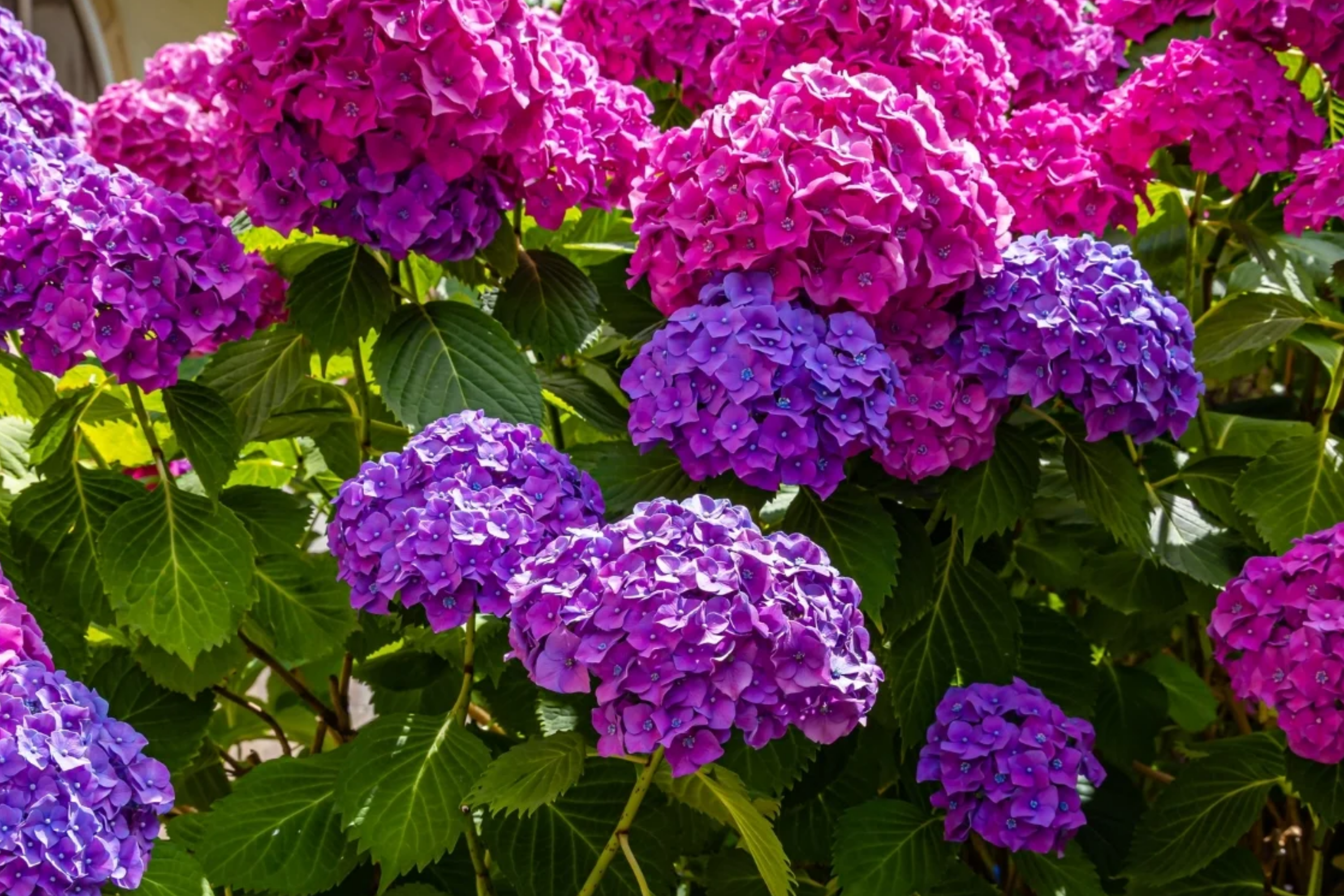 Hydrangea Cuttings 5 Unrooted Deep Purple Blue Flowering Shrubs Propagation Hydrangea macrophylla Zones 5-9