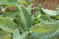 Kalanchoe Succulent Live Plant - Mother of Thousands - Kalanchoe daigremontiana - Drought-Resistant Indoor/Outdoor Starter Plants