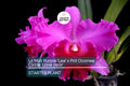 Live Cattleya Orchid Hybrid - Potted 3-Inch Mini Purple 'Lea' x Pot Oconee Circle 'Lone Jack'