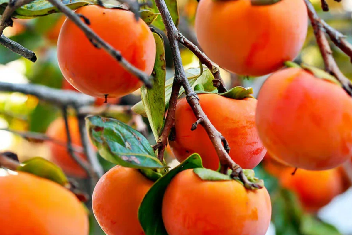 Japanese Persimmon Cuttings - Fuyugaki, Unrooted, Non-Astringent, Self-Pollinating, Diospyros kaki