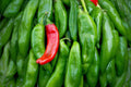 Anaheim Hot Pepper Seeds – 30 Premium Capsicum annuum for Roasting, Salsa, Cooking, Mild Chili, Productive Plants for Garden