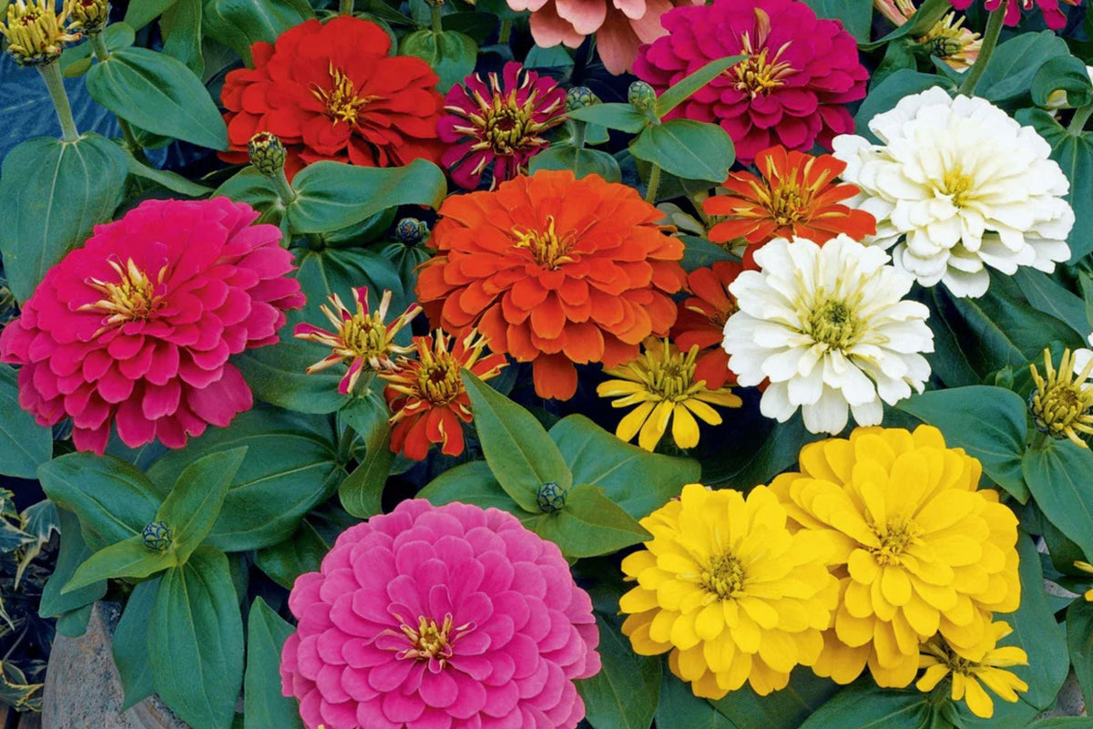 Magellan Mix Zinnia Seeds – Dwarf Flower Seeds, 100+ Colorful Blooms, Compact Plants, Full Sun, Container & Border Gardening, Zinnia elegans