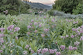 Common Milkweed Seeds | Native Wildflower | Monarch Butterfly Host Plant | Asclepias syriaca | 15 Seeds