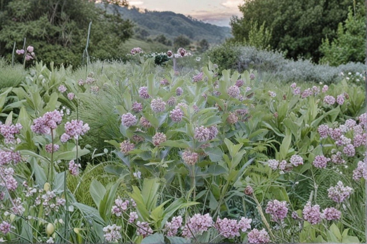 Common Milkweed Seeds | Native Wildflower | Monarch Butterfly Host Plant | Asclepias syriaca | 15 Seeds