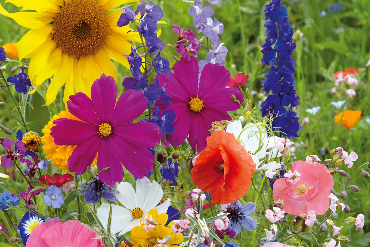 California Poppy Seeds - Mission Bells Mix 525mg - Vibrant Colorful Flower Seeds for Gardening - Eschscholzia californica