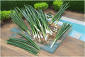 White Lisbon Bunching Onion Seeds – Heirloom Allium fistulosum, Green Stalks, Non-GMO, 250 mg