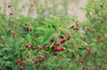 Serviceberry Cuttings 4-6" Dormant Amelanchier spp. Deciduous Shrub or Tree Propagation