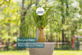 Beaucarnea Multi Ponytail Palm Rooted Cutting in 2" Pot - Low-Maintenance, Pet-Safe Indoor Air-Purifying Houseplant