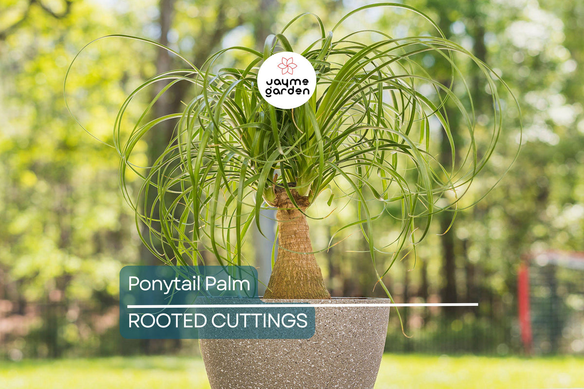 Beaucarnea Multi Ponytail Palm Rooted Cutting in 2" Pot - Low-Maintenance, Pet-Safe Indoor Air-Purifying Houseplant