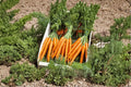 Carrot Seeds – Tendersweet Heirloom Variety for Juicing & Fresh Eating – Daucus carota