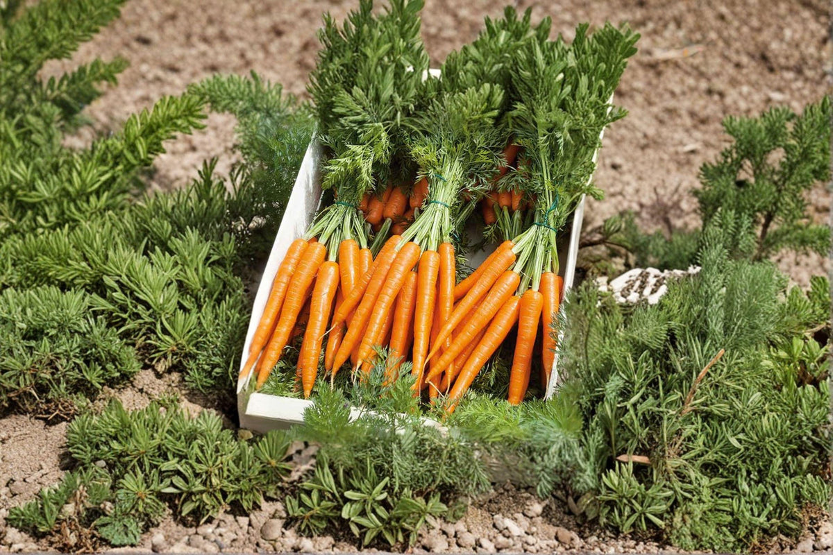 Carrot Seeds – Tendersweet Heirloom Variety for Juicing & Fresh Eating – Daucus carota