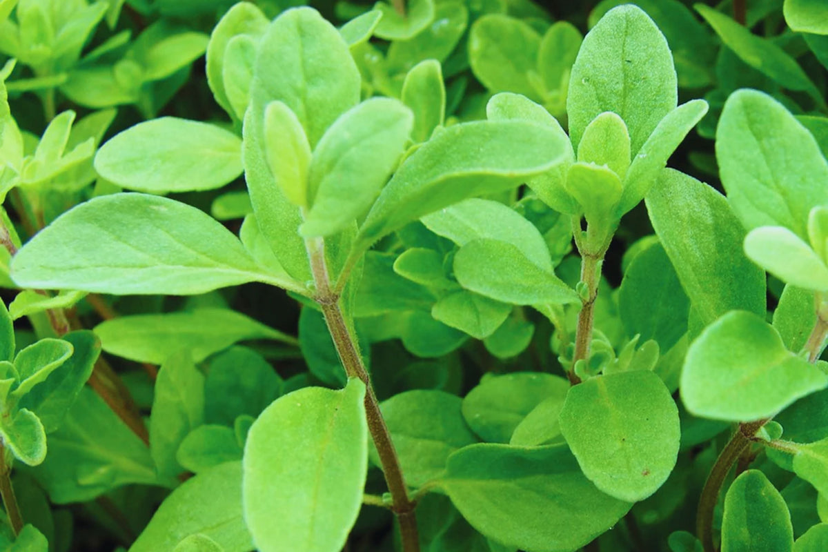 Sweet Marjoram Herb Seeds, Non-GMO, Origanum majorana, Aromatic Culinary Herb, Indoor & Outdoor Gardening, 200 Seeds