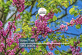 20 Judas Tree Seeds Cercis siliquastrum - Mediterranean Redbud, Ornamental Flowering Tree, Pink Purple Blossoms, Hardy & Fast-Growing