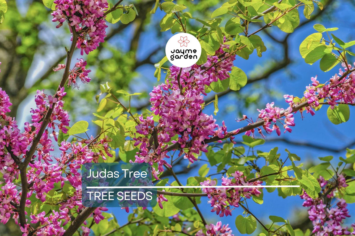 20 Judas Tree Seeds Cercis siliquastrum - Mediterranean Redbud, Ornamental Flowering Tree, Pink Purple Blossoms, Hardy & Fast-Growing