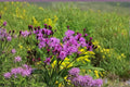 New York Ironweed Seeds | Native Wildflower | Vernonia noveboracensis | Perennial for Pollinator Gardens