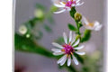 Calico Aster Seeds – Native Wildflower, Pollinator Plant, Symphyotrichum lateriflorum, White & Pink Blooms, Perennial, 100 Seeds