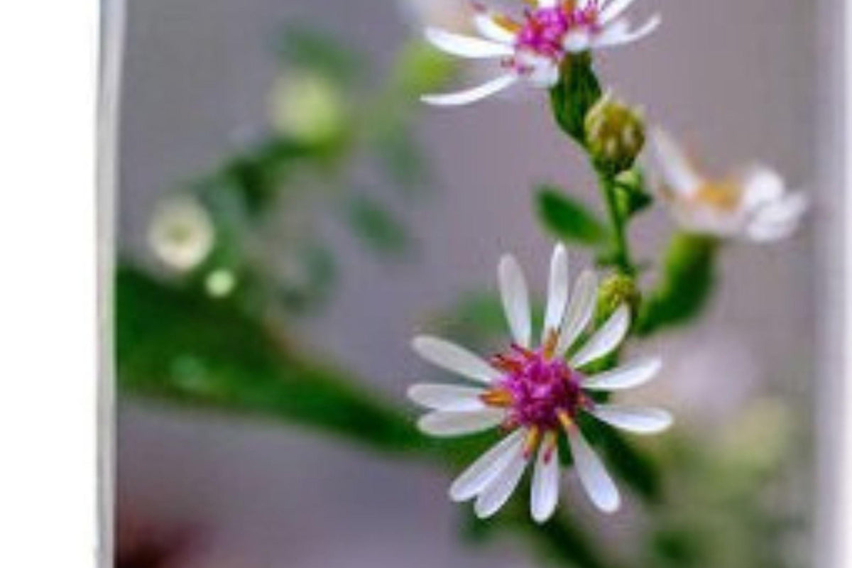 Calico Aster Seeds – Native Wildflower, Pollinator Plant, Symphyotrichum lateriflorum, White & Pink Blooms, Perennial, 100 Seeds