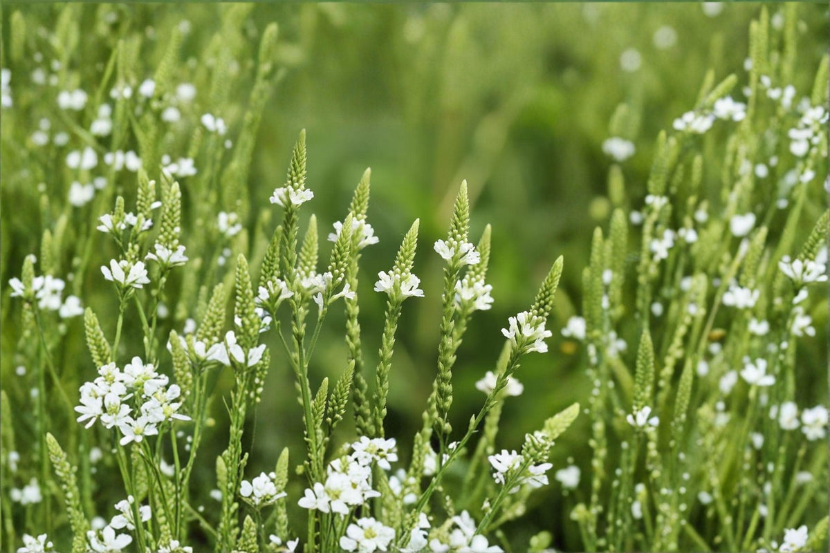 White Vervain Seeds – Native Woodland Perennial, Shade Tolerant, Pollinator-Friendly, Verbena urticifolia, 100 Seeds