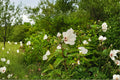 Swamp Rose Mallow Seeds – Hibiscus moscheutos Native Perennial with Large Pink Flowers, Wetland Plant for Rain Gardens & Pond Edges