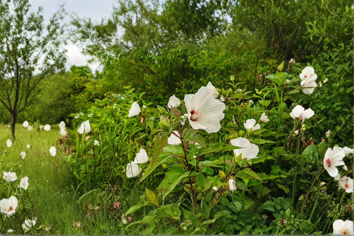 Swamp Rose Mallow Seeds – Hibiscus moscheutos Native Perennial with Large Pink Flowers, Wetland Plant for Rain Gardens & Pond Edges